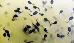 蝌蚪网在线观看,畅游知识海洋，在线观看新体验